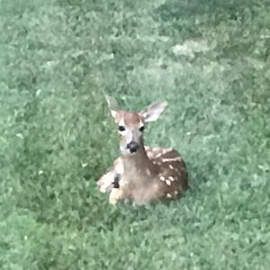 Meet your Posher, Sandra